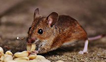 24 Hour & Emergency Exterminators in Reseda, CA